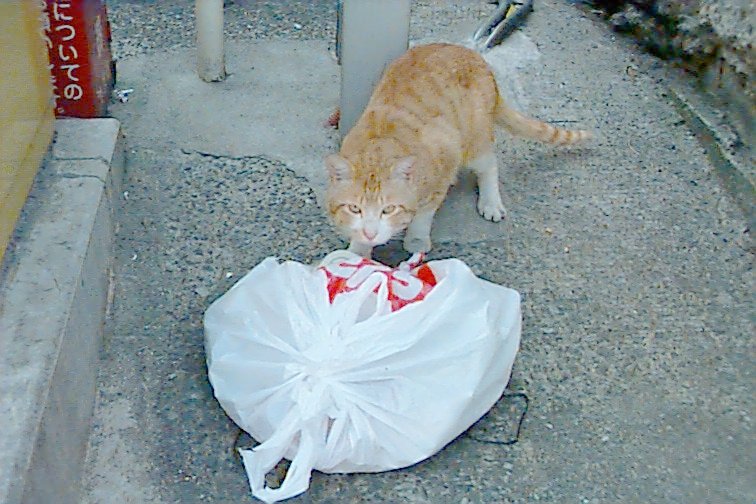 cat