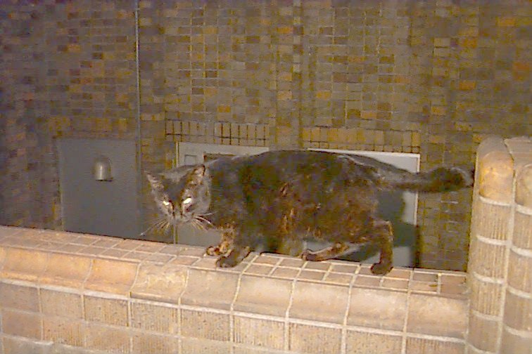 cat