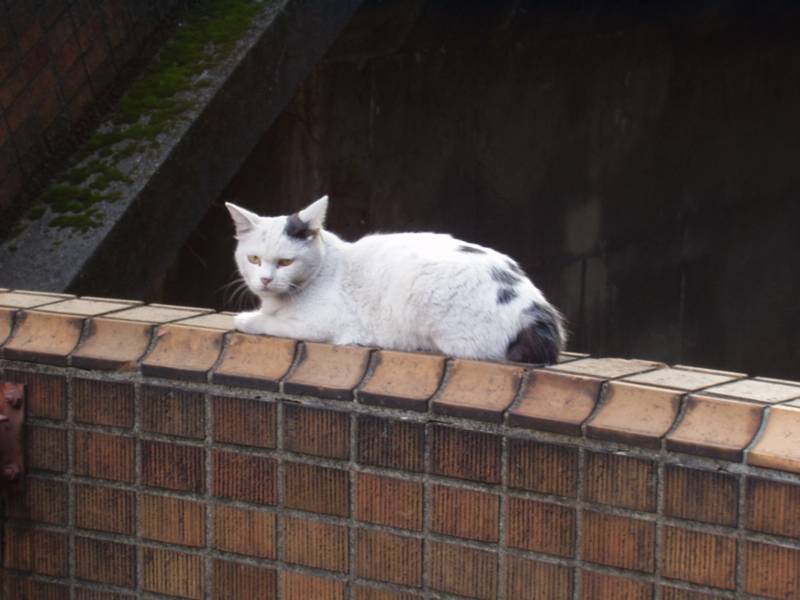 cat