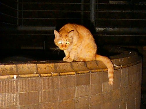cat