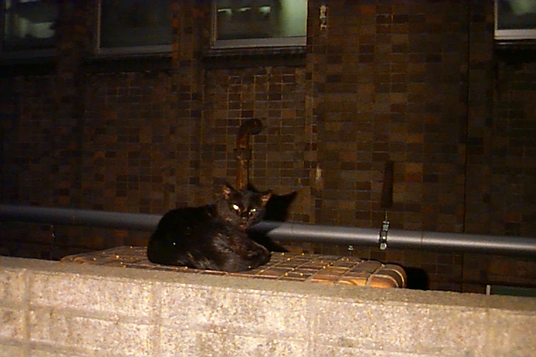 cat