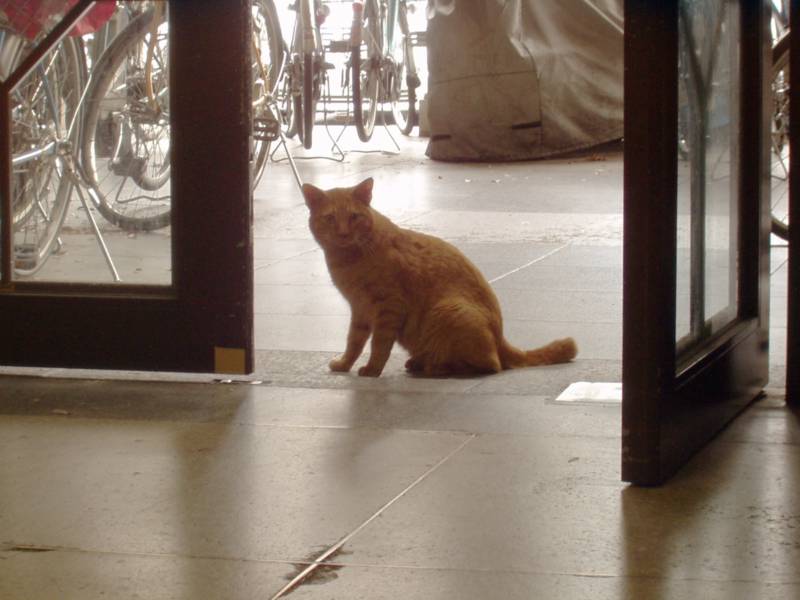 cat
