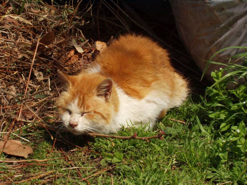cat