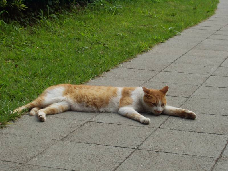 cat