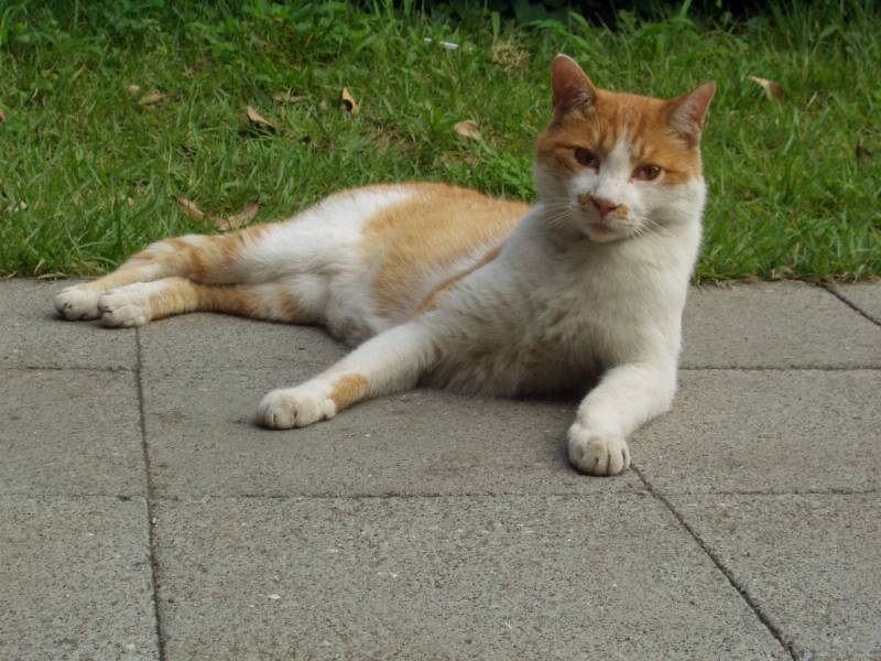 cat