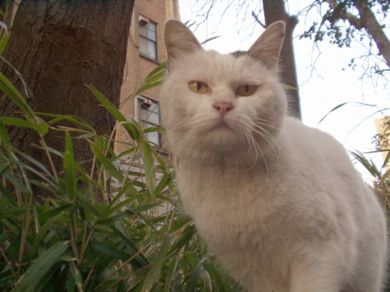 cat
