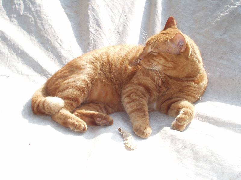 cat