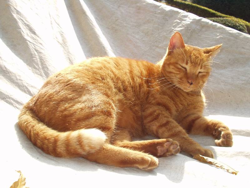 cat
