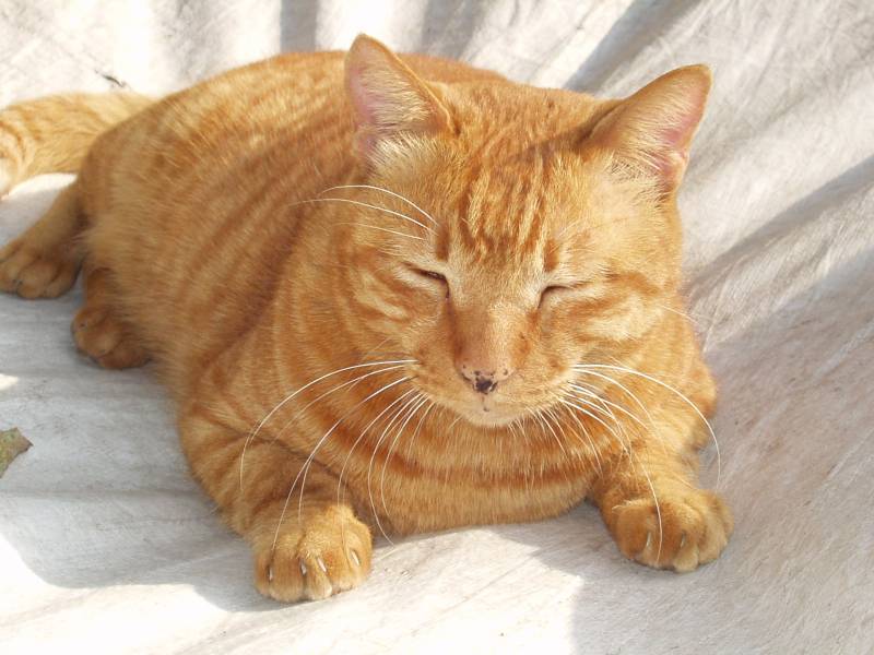 cat