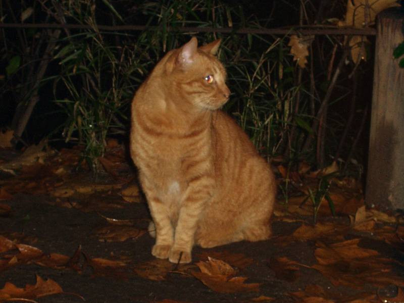 cat