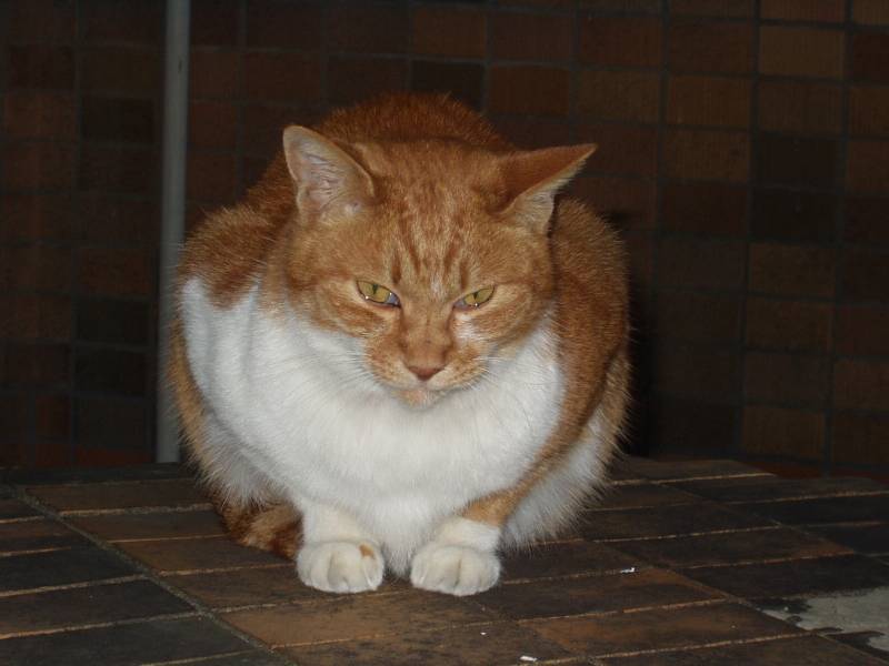cat