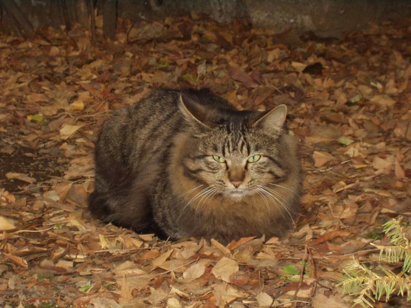 cat