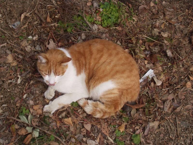 cat